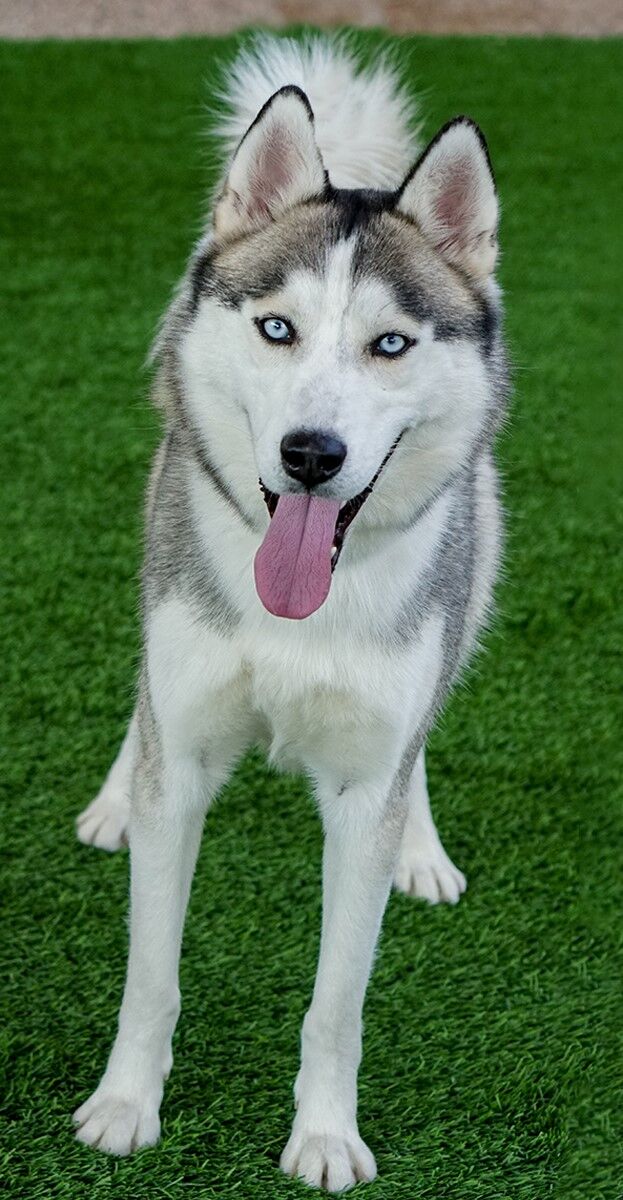 Balto